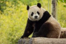 Male giant panda Bao Li in his habitat at Shenshuping Base in Wolong, China, May 16, 2024