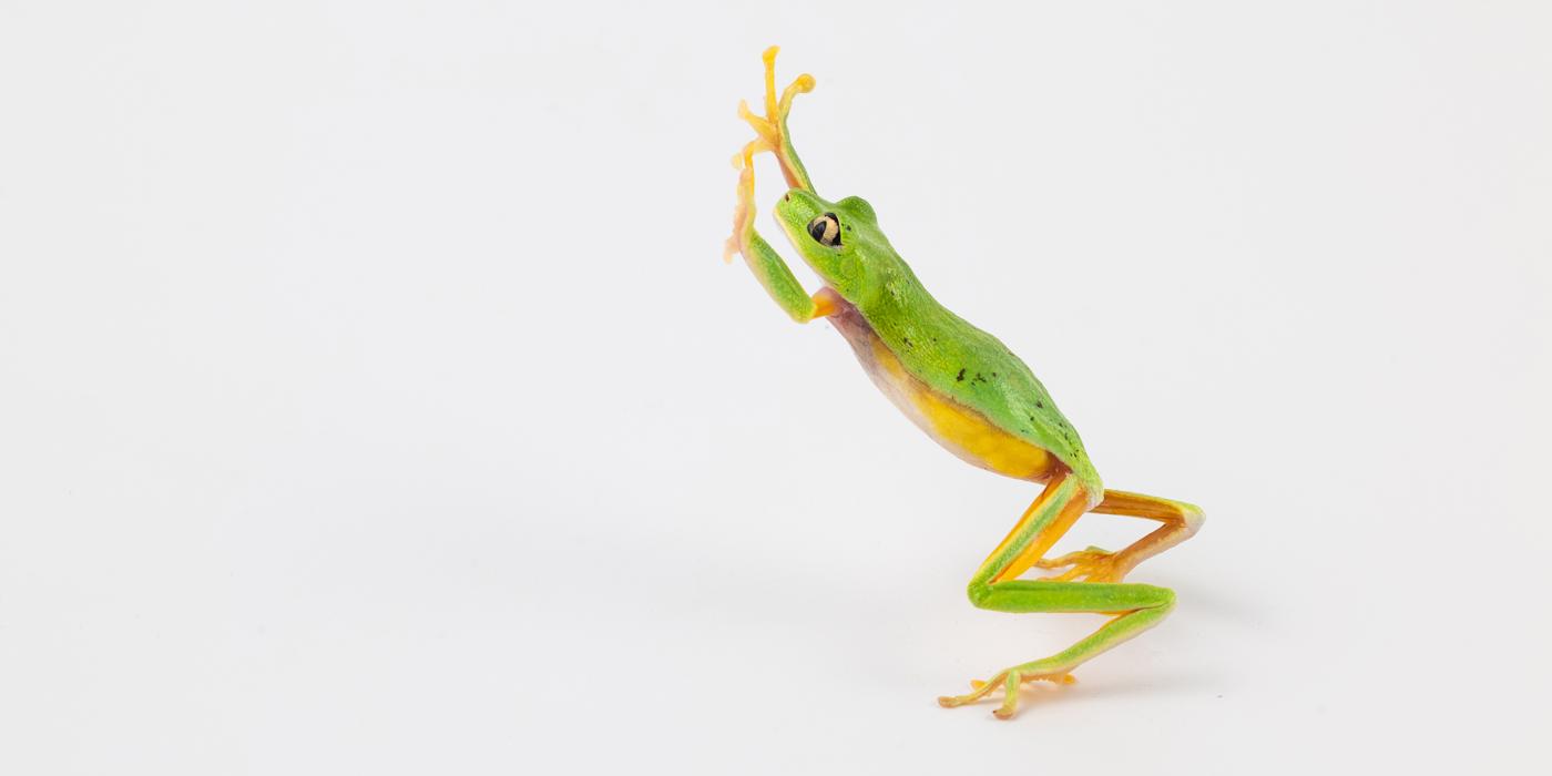 A jumping lemur leaf frog. Credit: Roshan Patel/Smithsonian 